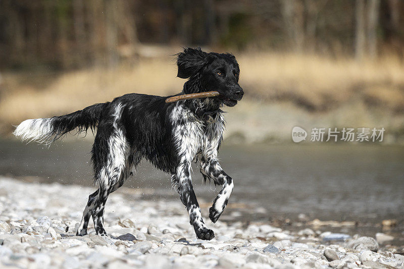 Portrait of a German Large Münsterländer hunting dog